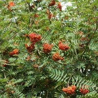 Rowan